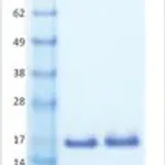 Merck FGF-basic human