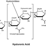 Merck Hyaluronidase from bovine testes