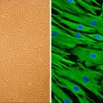 Merck Hair Follicle Dermal Papilla Cells: HFDPC, adult