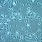 Merck A2EN Human Endocervical Epithelial Cell Line