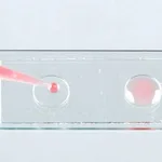 Merck Microscope slide wells, 2-wells