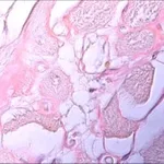 Merck Amyloid TISSUE-TROL Control Slides