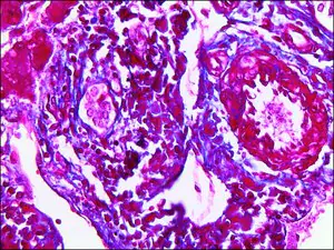 Merck Trichrome TISSUE-TROL Control Slides