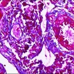 Merck Trichrome TISSUE-TROL Control Slides