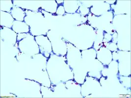 Merck Acid Fast TISSUE-TROL Control Slides