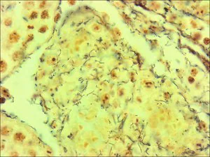 Merck Spirochetes TISSUE-TROL Control Slides