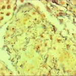 Merck Spirochetes TISSUE-TROL Control Slides