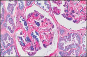 Merck PAS TISSUE-TROL Control Slides