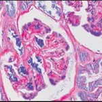 Merck PAS TISSUE-TROL Control Slides