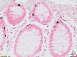 Merck Argentaffin TISSUE-TROL Control Slides