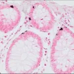 Merck Argentaffin TISSUE-TROL Control Slides