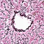 Merck Reticulum TISSUE-TROL Control Slides