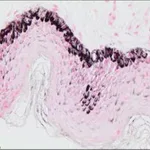 Merck Melanin TISSUE-TROL Control Slides