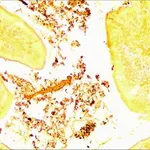 Merck Helicobacter TISSUE-TROL Control Slides