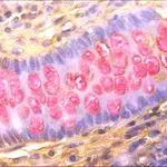 Merck Mucin TISSUE-TROL Control Slides