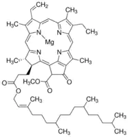 Merck Chlorophyll a