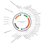 Merck PSF-CMV-VSVG - VSV G EXPRESSION PLASMID