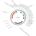Merck PSF-SV40 - SV40 PROMOTER PLASMID