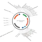 Merck PSF-CMV-HUIGG1 HC - HUMAN IGG HEAVY CHAIN PLASMID