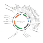 Merck PSF-CMV-PURO-NH2-INSULINSP - INSULIN SECRETION PLASMID