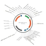 Merck PSF-CMV-CRE - CRE RECOMBINASE EXPRESSION VECTOR