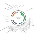 Merck PSF-CAG-AMP - CAG PROMOTER PLASMID