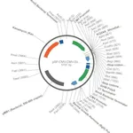 Merck PSF-CMV-CMV-SBFI - DUAL CMV EXPRESSION PLASMID