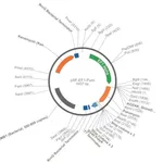 Merck PSF-EF1-PURO - ELONGATION FACTOR 1 ALPHA PROMOTER PUROMYCIN PLASMID