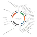 Merck PSF-CMV-PURO - CMV DRIVEN PUROMYCIN SELECTION PLASMID