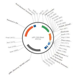 Merck PSF-CMV-BLAST - CMV PROMOTER BLASTICIDIN RESISTANT PLASMID