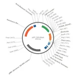 Merck PSF-CMV-BLAST - CMV PROMOTER BLASTICIDIN RESISTANT PLASMID
