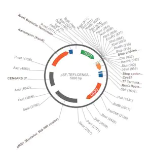 Merck PSF-TEFI-CEN6/ARS4-URA3 - LOW COPY ORIGIN YEAST PLASMID