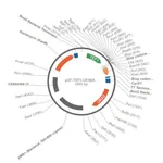 Merck PSF-TEFI-CEN6/ARS4-URA3 - LOW COPY ORIGIN YEAST PLASMID