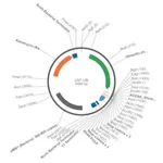 Merck PSF-UB - UBIQUITIN PROMOTER EXPRESSION PLASMID