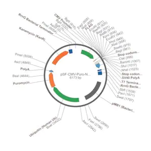 Merck PSF-CMV-PURO-NH2-FLAG - N-TERMINAL FLAG TAG MAMMALIAN PLASMID