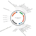 Merck PSF-CMV-HYGRO - CMV DRIVEN HYGROMYCIN RESISTANT VECTOR