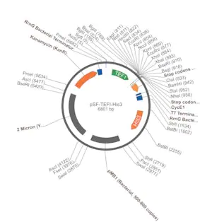Merck PSF-TEFI-HIS3 - HISTIDINE YEAST SELECTION PLASMID