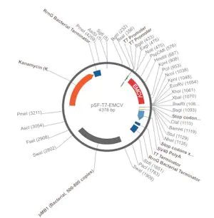 Merck PSF-T7-EMCV - T7 IRES EXPRESSION PLASMID
