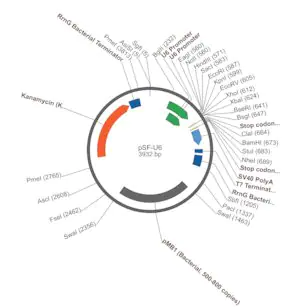 Merck PSF-U6 - SIRNA/RNAI EXPRESSION PLASMID
