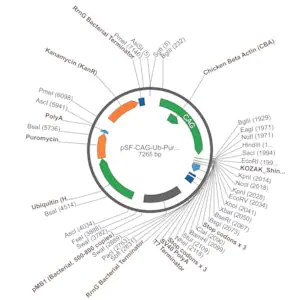 Merck PSF-CAG-UB-PURO - CAG PROMOTER PUROMYCIN RESISTANT VECTOR