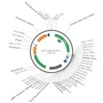 Merck PSF-CAG-UB-PURO - CAG PROMOTER PUROMYCIN RESISTANT VECTOR
