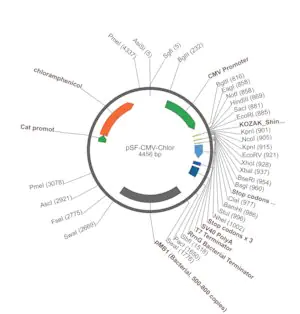 Merck PSF-CMV-CHLOR - CHLORAMPHENICOL RESISTANT PLASMID
