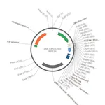 Merck PSF-CMV-CHLOR - CHLORAMPHENICOL RESISTANT PLASMID