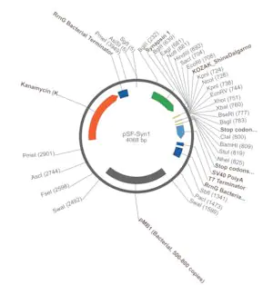 Merck PSF-SYN1 - SYNAPSIN 1 NEURON SPECIFIC PROMOTER PLASMID