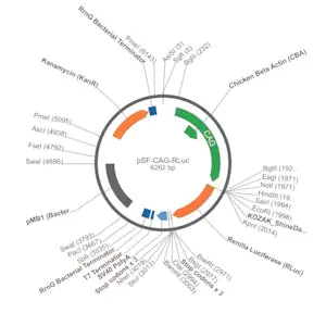 Merck PSF-CAG-RENILLA - CAG LUCIFERASE REPORTER PLASMID