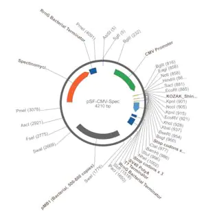 Merck PSF-CMV-SPEC - SPECTINOMYCIN RESISTANT PLASMID