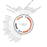 Merck PSF-OXB20-BETAGAL - BACTERIAL BETA GALACTOSIDASE PLASMID