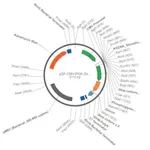 Merck PSF-CMV-PGK-ZEO - DUAL PROMOTER ZEOCIN PLASMID