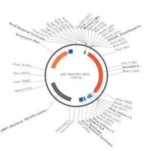 Merck PSF-MINCMV-SEAP - ALKALINE PHOSPHATASE MINIMAL CMV PLASMID