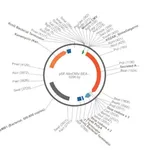 Merck PSF-MINCMV-SEAP - ALKALINE PHOSPHATASE MINIMAL CMV PLASMID